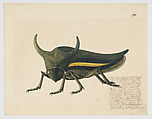 Fanciful depiction of a cicada, Anonymous, German, 19th century  German, Opaque and transparent watercolor, graphite, and pen and dark brown ink on off-white laid paper