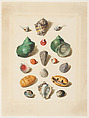 Plate V, from "Choix de Coquillages et de Crustacés", Franz Michael Regenfuss German, Hand-colored engraving