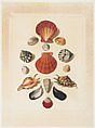 Plate IV, from "Choix de Coquillages et de Crustacés", Franz Michael Regenfuss German, Hand-colored engraving