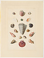 Plate III, from "Choix de Coquillages et de Crustacés", Franz Michael Regenfuss German, Hand-colored engraving
