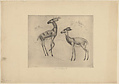 Deer, Anne Goldthwaite  American, Etching