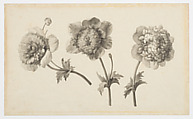 Three Peonies, Anne Vallayer-Coster  French, Pen and gray ink, brush and gray wash, over black chalk