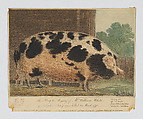 This Hog the Property of Mr. William White of Kingston, Surrey..., Anonymous, British, 18th century  British, Hand-colored etching and aquatint