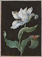 A tulip, a butterfly of the species Arctia caja (garden tiger moth), and a beetle (possibly a longhorn), Barbara Regina Dietzsch  German, Opaque and transparent watercolor on parchment; partial framing lines in metallic gold paint (trimmed at upper edge)