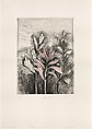 Tropical Succulents, Jim Dine American, Etching, soft-ground etching, drypoint, photogravure, electric tools, and watercolor