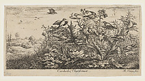 Carduëlis; Chardonnet, Albert Flamen  Flemish, Etching