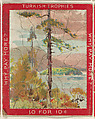 A Tree in the Foreground at Center with Water in the Background, from the Jigsaw Puzzle Pictures series (T76) issued by Turkish Trophies Cigarettes, Turkish Trophies Cigarettes  American, Commercial color lithograph