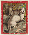 Ermine, from the Jigsaw Puzzle Pictures series (T76) issued by Turkish Trophies Cigarettes, Turkish Trophies Cigarettes American, Commercial color lithograph
