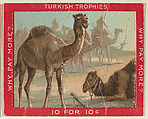 Camels, from the Jigsaw Puzzle Pictures series (T76) issued by Turkish Trophies Cigarettes, Turkish Trophies Cigarettes American, Commercial color lithograph