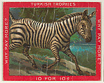 Zebra, from the Jigsaw Puzzle Pictures series (T76) issued by Turkish Trophies Cigarettes, Turkish Trophies Cigarettes American, Commercial color lithograph
