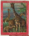 Giraffes, from the Jigsaw Puzzle Pictures series (T76) issued by Turkish Trophies Cigarettes, Turkish Trophies Cigarettes American, Commercial color lithograph