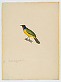 Turdoide ensanglanté, male [current name: Flame-throated Bulbul. Rubigula gularis], Jean-Gabriel Prêtre (Swiss, Geneva 1768–1849), Watercolor and gouache