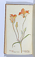 Field Book of Western Wild Flowers, with five hundred illustrations in black and white, and forty-eight plates in color drawn from nature by the author, Written and illustrated by Margaret Neilson Armstrong (American, New York 1867–1944 New York), illustrations: color photographic process and offset lithographs