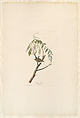 Chipping Sparrow. Fringilla socialis [current name: Chipping Sparrow. Spizella passerina], from "The Birds of America," plate CIV, John James Audubon  American, born Haiti, Hand-colored etching, aquatint and engraving