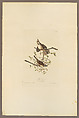 Song Sparrow. Fringilla melodia [current name: Song Sparrow. Melospiza melodia], from "The Birds of America," plate 25 [later XXV], John James Audubon  American, born Haiti, Hand-colored etching, aquatint and engraving