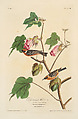 Bay-breasted Warbler. Setophaga castanea [current name: Bay-breasted Warbler. Dendroica castanea], from "The Birds of America," plate 69 [later LXIX], John James Audubon  American, born Haiti, Hand-colored etching, aquatint and engraving