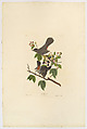 Cat Bird. Turdus felivox [current name: Gray Catbird. Dumetella carolinensis], from "The Birds of America," plate  CXXVIII, John James Audubon  American, born Haiti, Hand-colored etching, aquatint and engraving