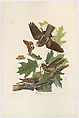 Whip-Poor-Will. Caprimulgus vociferus [current name: Eastern Whip-poor-will. Caprimulgus vociferus], from "The Birds of America," plate 82 [later LXXXII], John James Audubon  American, born Haiti, Hand-colored etching, aquatint and engraving