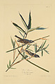 Solitary Flycatcher. Vireo solitarius [current name: Blue-headed Vireo. Vireo solitarius], from "The Birds of America," plate 28 [later XXVIII], John James Audubon  American, born Haiti, Hand-colored etching, aquatint and engraving