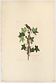 Traill's Flycatcher. Muscicapa trailii [current name: Willow Flycatcher. Empidonax traillii], from "The Birds of America," plate 45 [later XLV], John James Audubon  American, born Haiti, Hand-colored etching, aquatint and engraving