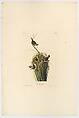Marsh Wren. Troglodytes palustris [current name: Marsh Wren. Cistothorus palustris], from "The Birds of America," plate 98 [misnumbered, should be 100] [later C], John James Audubon  American, born Haiti, Hand-colored etching, aquatint and engraving