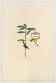 Hooded Warbler. Sylvia mitrata [current name: Hooded Warbler. Wilsonia citrina], from "The Birds of America," plate CX, John James Audubon  American, born Haiti, Hand-colored etching, aquatint and engraving