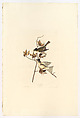 Pewee or Pewit Flycatcher. Muscicapa fusca [current name: Eastern Phoebe. Sayornis phoebe], from "The Birds of America," plate CXX, John James Audubon  American, born Haiti, Hand-colored etching, aquatint and engraving