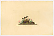 Prairie Titlark. Anthus hypogaeus [current name: American Pipit. Anthus rubescens], from "The Birds of America," plate 80 [later LXXX], John James Audubon  American, born Haiti, Hand-colored etching, aquatint and engraving