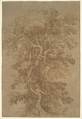 A Large Tree, Salvator Rosa  Italian, Pen and brown ink, on brown paper