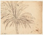 Study of a Palm Tree (recto); Mountain Landscape (verso), Nicolas Poussin (French, Les Andelys 1594–1665 Rome), Pen and brown ink, over traces of black chalk (recto); pen and brown ink (verso)