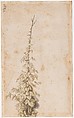 Two studies of a saddled horse and of a horse with a boy astride; verso: Study of a bean plant, Jacques de Gheyn II (Netherlandish, Antwerp 1565–1629 The Hague), Pen and brown ink; verso: pen and brown ink, green and brown watercolour, gray wash