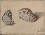 An Arrowhead Blue Butterfly and a Scotch Bonnet Sea Shell, Circle of Balthasar van der Ast (Dutch, Middelburg 1593/94–1657 Delft), Oil on paper