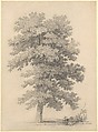 A Plane Tree, Jean Victor Bertin French, Black chalk