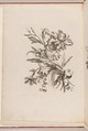 [Small Bouquets], Jean-Baptiste Monnoyer (French, Lille 1636–1699 London), Engraving