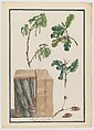 Studies of the blossoms, fruits and trunk of an English oak (Quercus robur), Ludwig Pfleger  German, Watercolor, over black chalk; double framing lines in pen and black ink