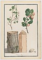 Studies of the trunk, blossoms and fruit of a wild apple tree (Malus sylvestris), Ludwig Pfleger  German, Watercolor, over a sketch in black chalk or graphite; double framing lines in pen and black ink