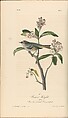 Volume 2, plate 131: Cuvier's Kinglet. Regulus cuvieri The Birds of America from Drawings Made in the United States, After John James Audubon (American (born Haiti), Les Cayes (Saint-Domingue) 1785–1851 New York), Illustrations: hand-colored lithographs