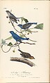 Volume 3, plate 170: Indigo Bunting. Passerina cyanea The Birds of America from Drawings Made in the United States, After John James Audubon (American (born Haiti), Les Cayes (Saint-Domingue) 1785–1851 New York), Illustrations: hand-colored lithographs
