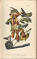 The Birds of America from Drawings Made in the United States, After John James Audubon (American (born Haiti), Les Cayes (Saint-Domingue) 1785–1851 New York), Illustrations: hand-colored lithographs