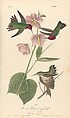 Volume 4, plate 252: Anna Hummingbird. Calypte anna The Birds of America from Drawings Made in the United States, After John James Audubon (American (born Haiti), Les Cayes (Saint-Domingue) 1785–1851 New York), Illustrations: hand-colored lithographs