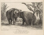 Histoire Naturelle Des Deux Éléphans...du Muséum De Paris, Jean Pierre Louis Laurent Hoüel  French, Etching and engraving