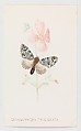 Grammophora Trisignata, from "The Butterflies and Moths of America", Part 4, Louis Prang & Co.  American, Color lithograph