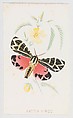 Arctia Virgo from The Butterflies and Moths of America Part 5, Louis Prang & Co.  American, Color lithograph