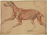 A full size écorché study of a hound, Charles Landseer  British, Black, red and white chalk