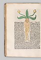 Hans Schönsperger the Elder Herbarius Gart der gesuntheit Hortus