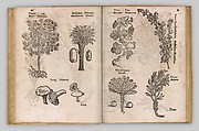 I) Herbarum, Arborum, Fructium, Frumentorum, c. 1540 ... II) De Speciali quarundam plantarum, Frankfurt: Egenolff 1552, Christian Egenolff (German, Hadamar 1502–1555 Frankfurt), Woodcuts