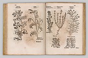 I) Herbarum, Arborum, Fructium, Frumentorum, c. 1540 ... II) De Speciali quarundam plantarum, Frankfurt: Egenolff 1552, Christian Egenolff (German, Hadamar 1502–1555 Frankfurt), Woodcuts