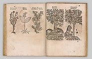 I) Herbarum, Arborum, Fructium, Frumentorum, c. 1540 ... II) De Speciali quarundam plantarum, Frankfurt: Egenolff 1552, Christian Egenolff (German, Hadamar 1502–1555 Frankfurt), Woodcuts