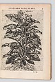 Specimen historiae plantarum, Paul de Reneaulme (French, 1560–1624), Printed book, containing 25 etched plates