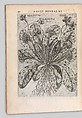 Specimen historiae plantarum, Paul de Reneaulme (French, 1560–1624), Printed book, containing 25 etched plates